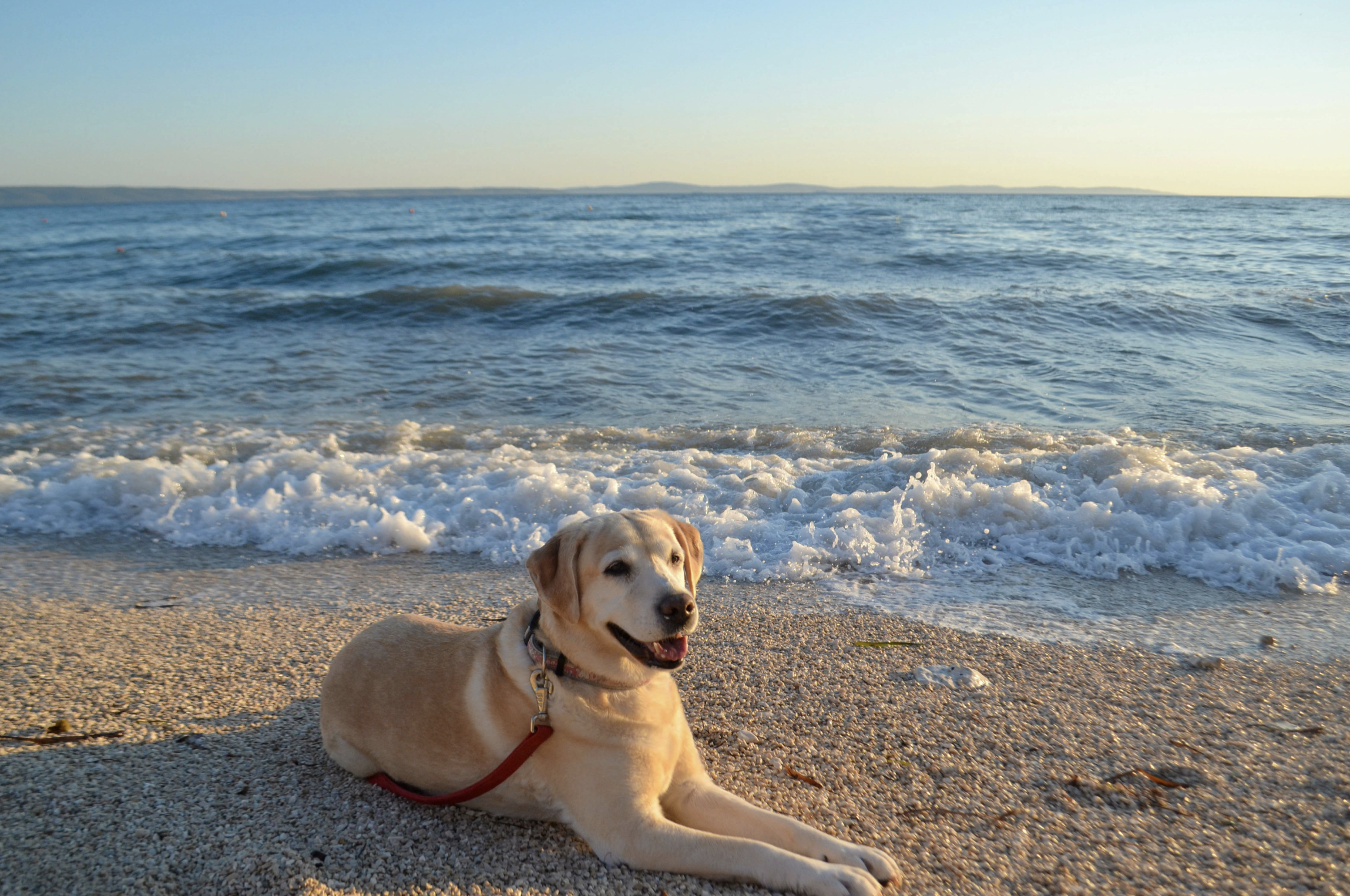 Pet Friendly Rentals callout